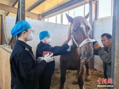 88匹进口蒙古马为中国内地演艺市场发展添助力
