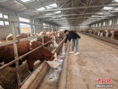 （乡村行·看振兴）卖牛容易运牛难，内蒙古肉牛小镇兴起“托管调理所”