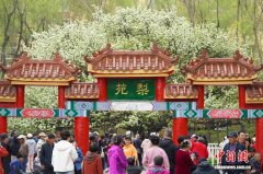 哈尔滨140岁古梨树繁花盛放引客来